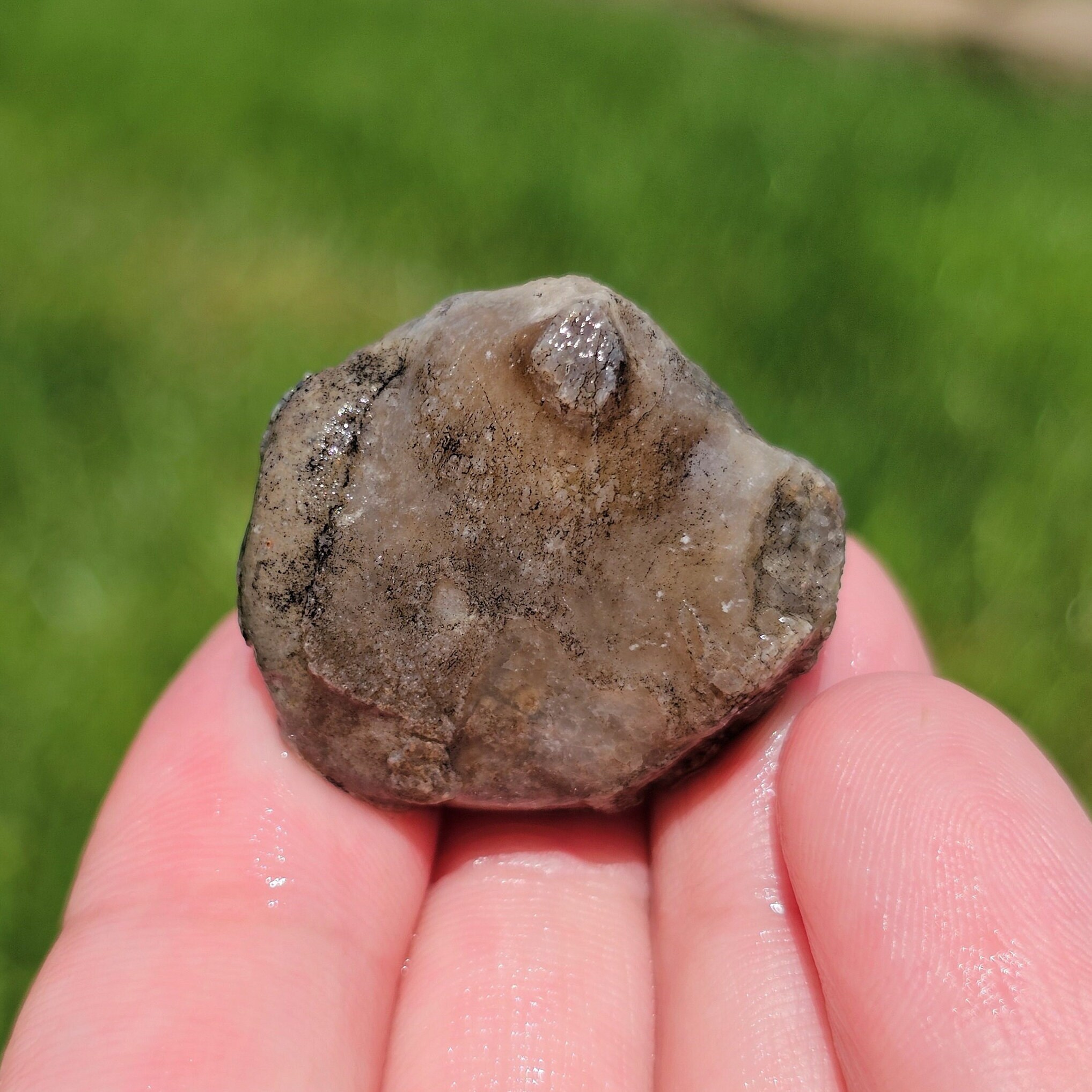 Brachiopod Fossil, Devonian Limestone, Full of Calcite, Lustrous Shell ...