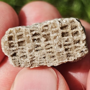 Small Favosites Charlevoix Coral Fossil w Calcite Crystal Druzy Tabulae ~ Paleozoic Michigan 6g Raw Natural Unpolished