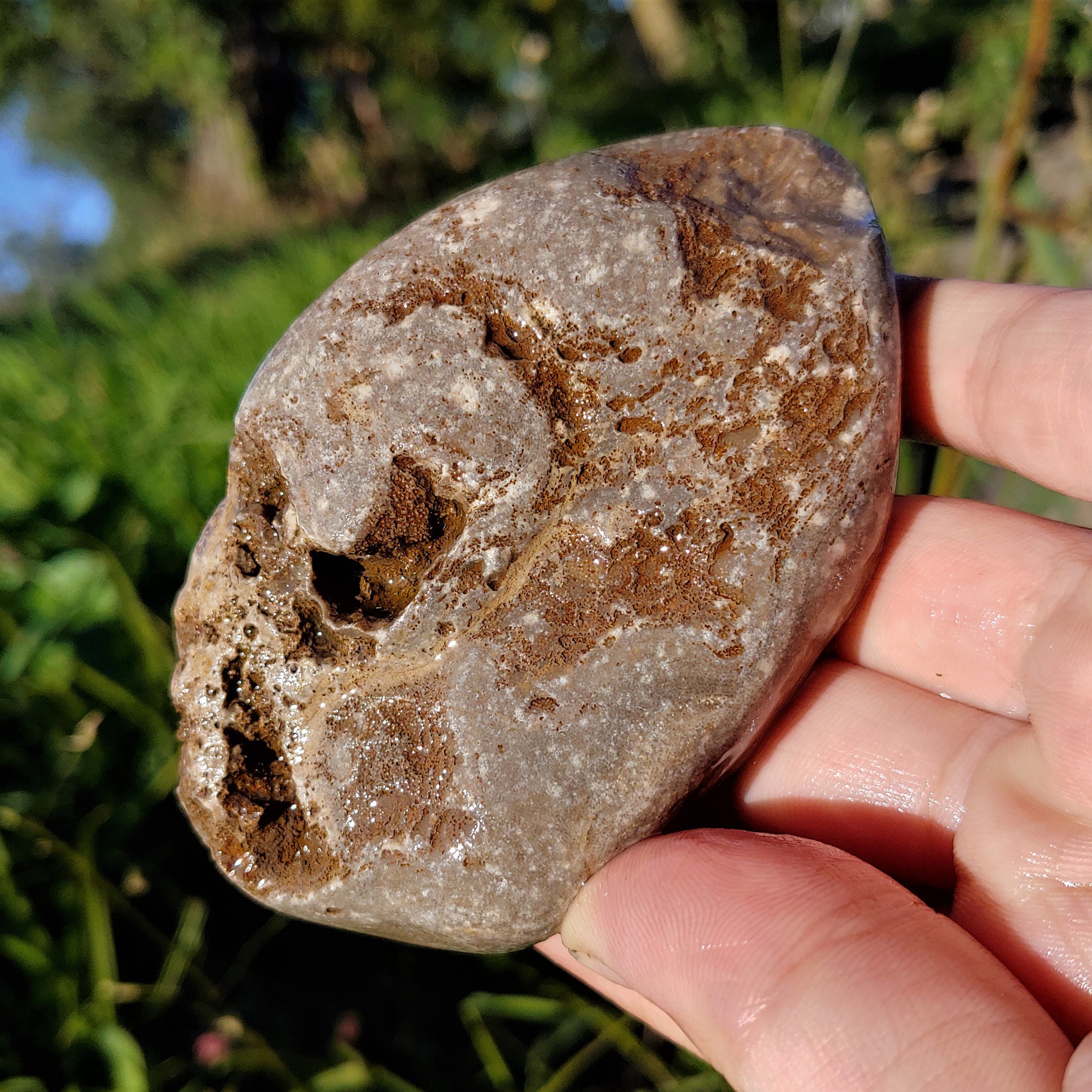 Large Smooth Stromatoporoid Sponge Fossil Stone W Weathered - Etsy