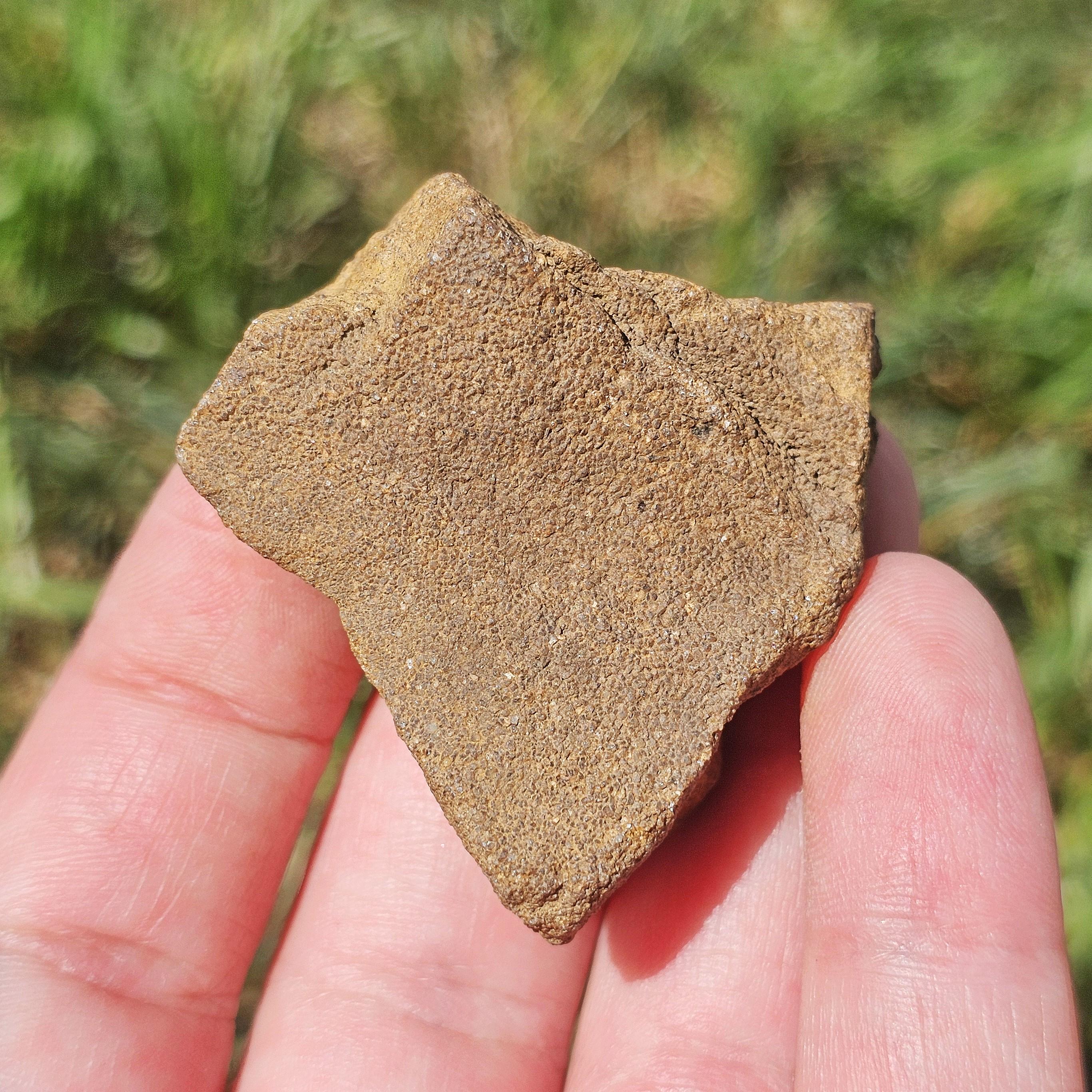 コルダイテス化石、古代針葉樹の葉の化石、泥岩のコンクリーション