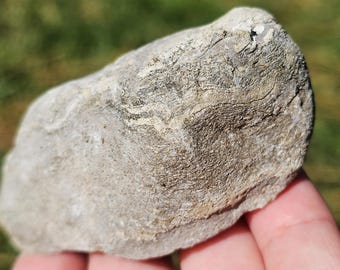 粗いストロマトポロイドスポンジ化石、化石含有樹枝状石灰岩、古生代岩