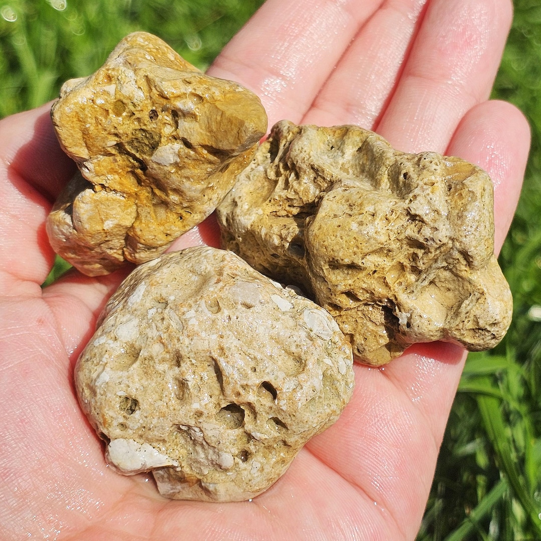 Braea Limestone Mackinac Breccia Rock, Limestone Shale Conglomerate, Dolostone, Rare ...