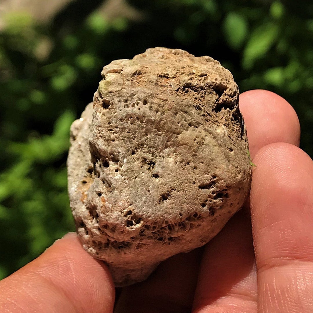 Coralꪔ̤̫ Large Rugosa Horn Coral Fossil, Cladopora Corals, Great Lake