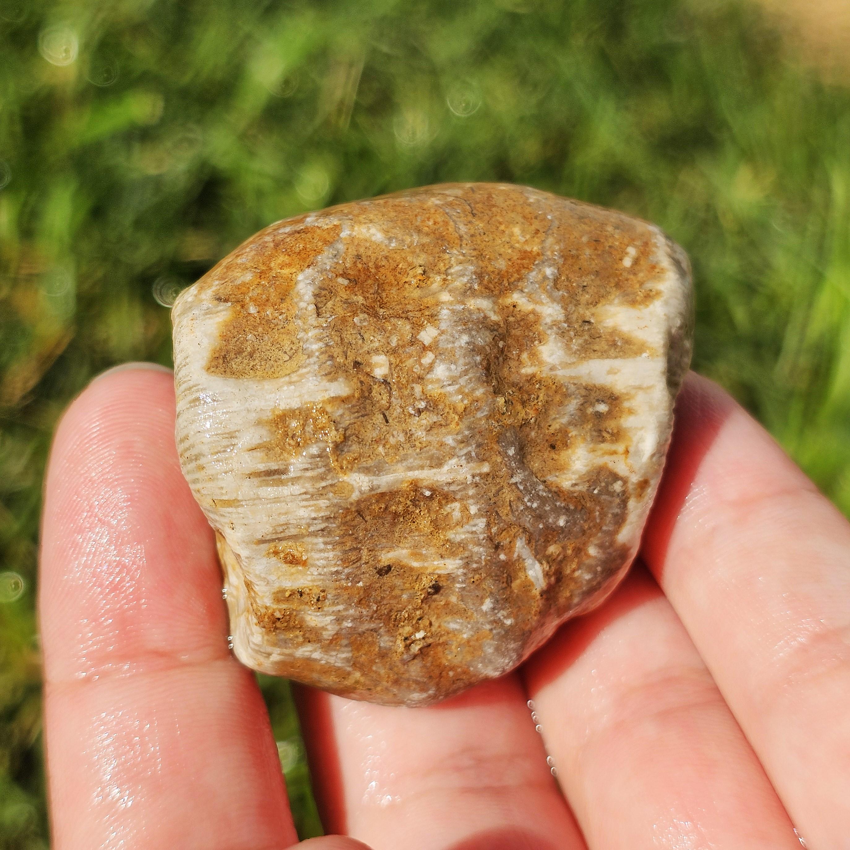 大きな珪化ルゴサ角サンゴ化石、クラドポーラサンゴ、化石石灰岩