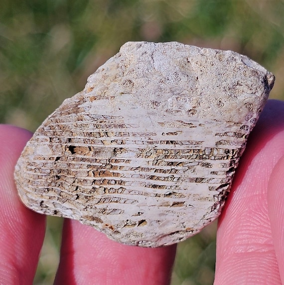 珪化ルゴサ角サンゴ化石、サンゴ断面化石、リモナイト酸化、ミシガン