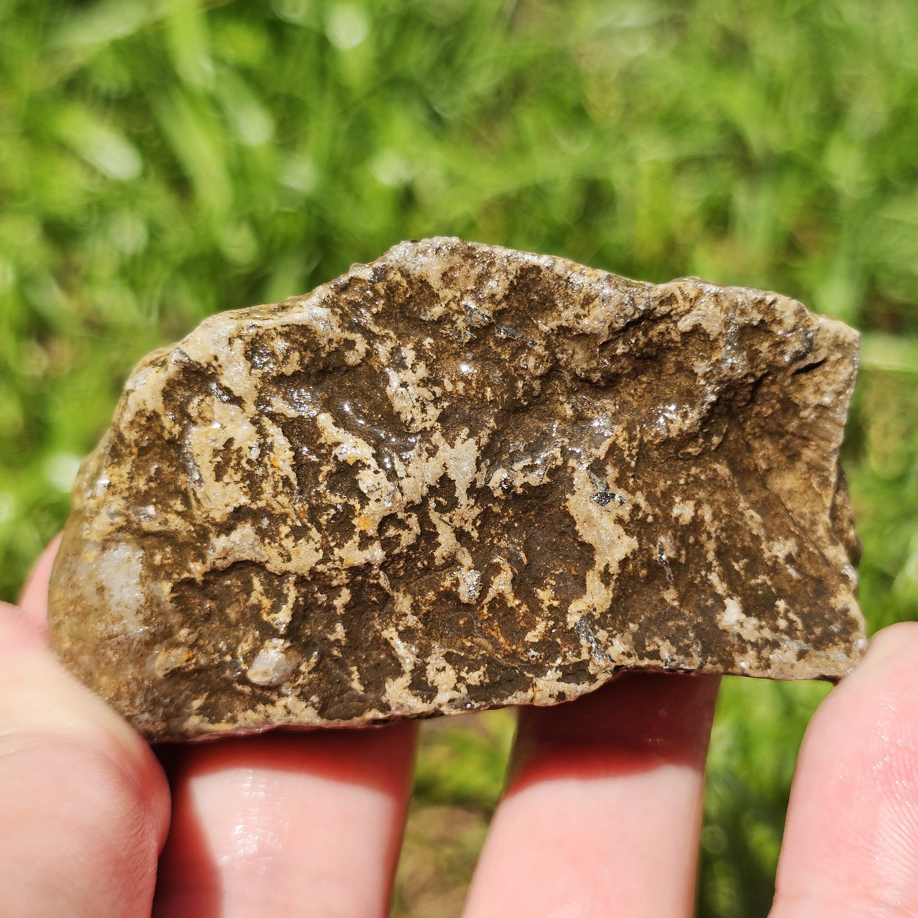 Cilisified Rocks Large Silicified Rugosa Horn Coral Fossil, Clam Fossil, Fossiliferous ...