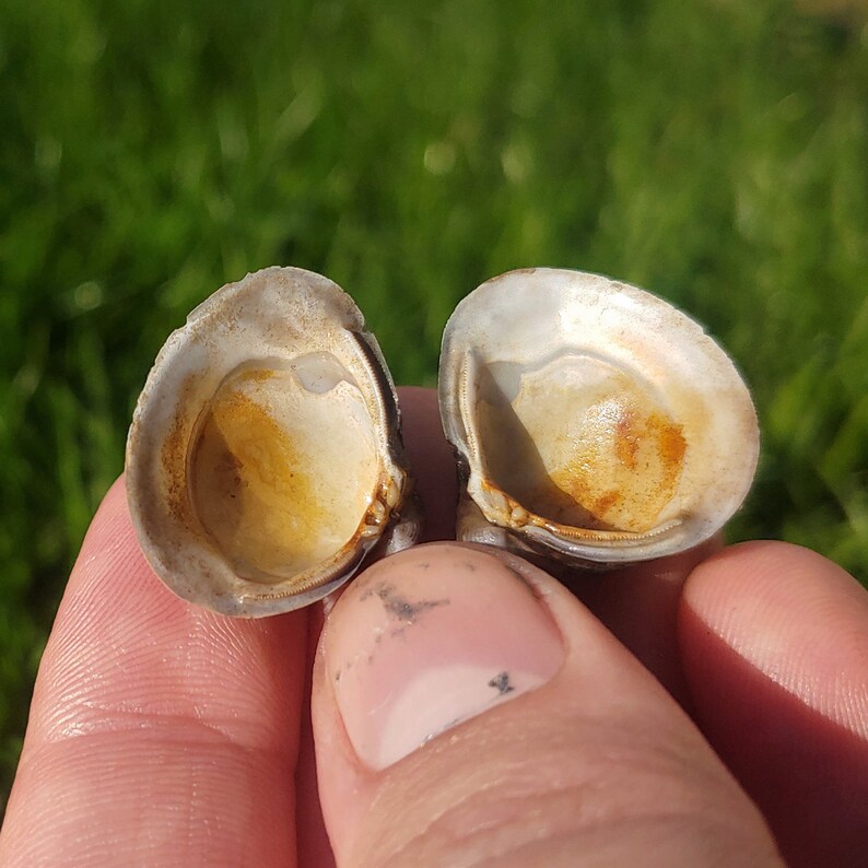 Small Whole River Clam Shell Mollusc Not Attached About 3g Etsy