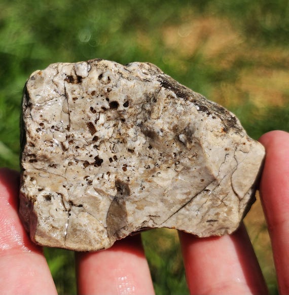 化石模様の岩石 ウミユリチャート岩、腕足動物の殻、化石チャート岩、珍しいチャート岩