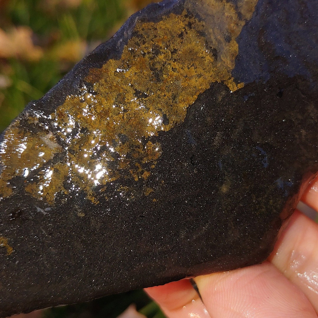 Pennsylvanian Shale & Coal, Chalcopyrite Inclusions, Carbonized Plant ...