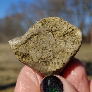 Puede incluir: Una roca desgastada de color beige con una textura porosa y una red de finas grietas. La roca tiene forma redondeada y se sostiene en una mano. La superficie presenta pequeñas hendiduras circulares y un patrón sutil, lo que sugiere un espécimen geológico natural.