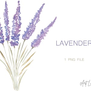 Clipart aquarel lavendelbloem: handgeschilderd (PNG, digitale download, gratis commercieel gebruik)