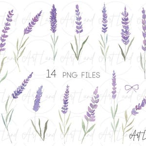 Akvarell lavendel clipart – 14 handmålade lavendel-PNG:er för DIY-pyssel, Provence-dekor, bröllopsinbjudningar, gratis kommersiellt bruk bild 2