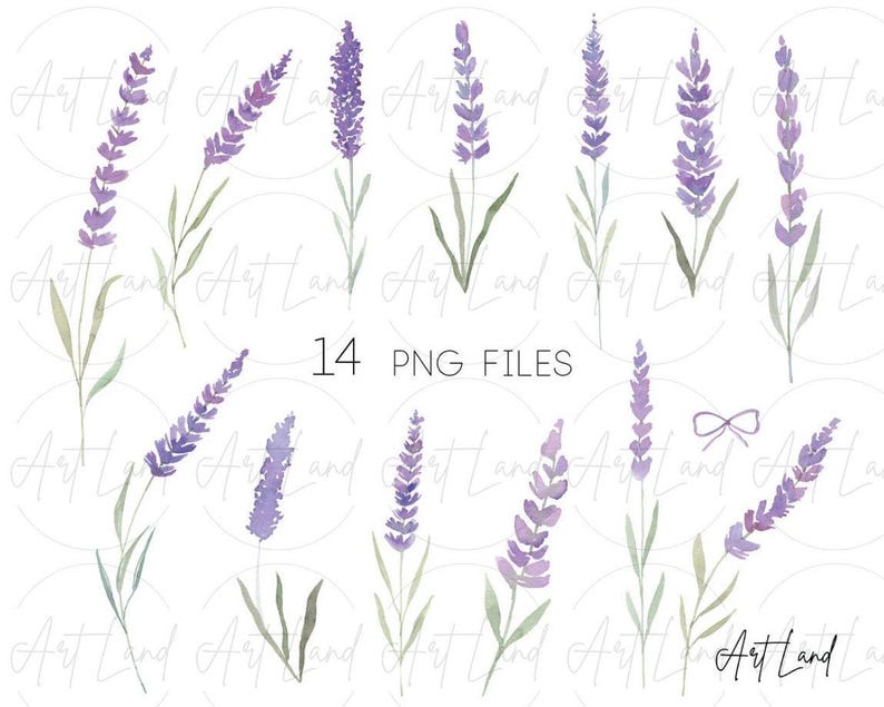 Akvarell lavendel clipart – 14 handmålade lavendel-PNG:er för DIY-pyssel, Provence-dekor, bröllopsinbjudningar, gratis kommersiellt bruk bild 2