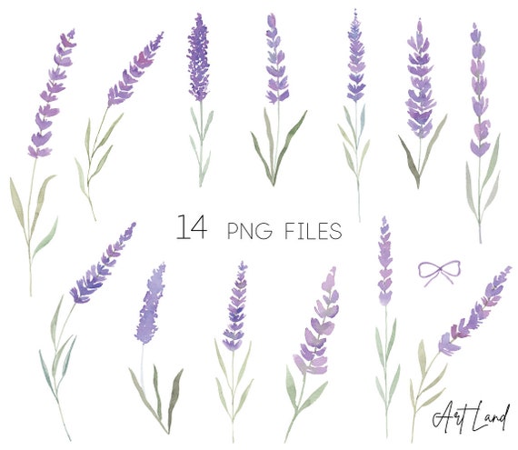 Watercolor Lavender Clipart, Lavender flower Watercolour Clip Art Digital Download, Free Commercial Use, PNG