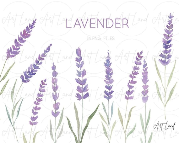 Watercolor Lavender Clipart – 14 Hand-Painted Lavender PNGs for DIY Crafts, Provence Decor, Wedding Invitations, Free Commercial Use