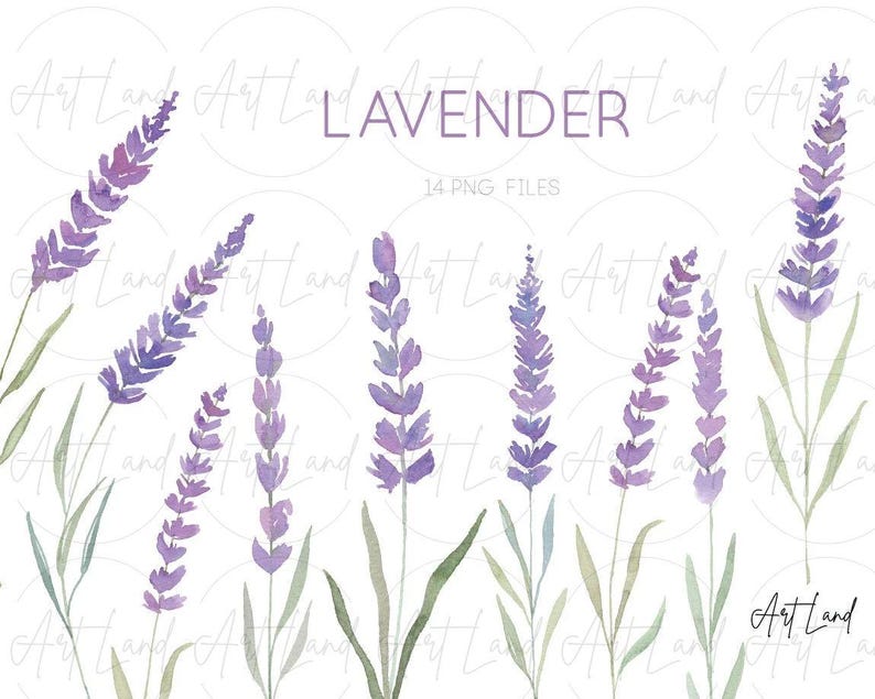 Akvarell lavendel clipart – 14 handmålade lavendel-PNG:er för DIY-pyssel, Provence-dekor, bröllopsinbjudningar, gratis kommersiellt bruk bild 1