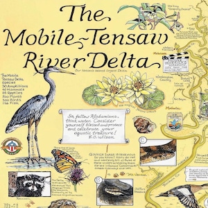 Puede incluir: Un mapa ilustrado detallado del delta del r&iacute;o Mobile-Tensaw, con una garza azul, flores de loto amarillas y diversa fauna. El texto incluye recuentos de especies y una cita sobre la conservaci&oacute;n del agua. El mapa est&aacute; etiquetado con nombres de lugares.