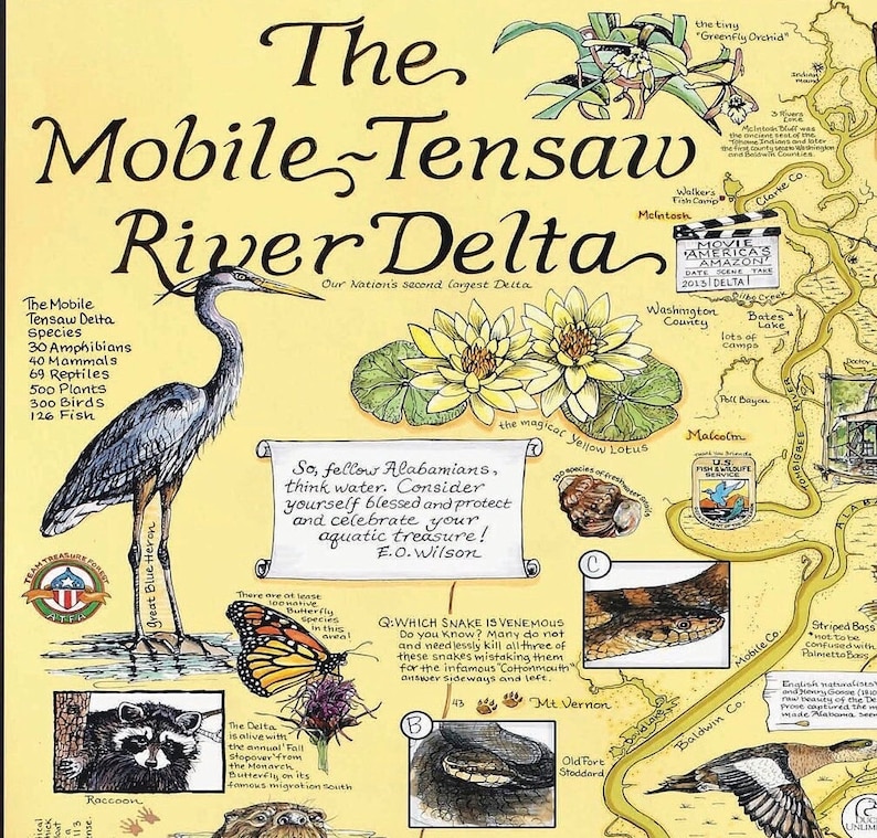 Puede incluir: Un mapa ilustrado detallado del delta del r&iacute;o Mobile-Tensaw, con una garza azul, flores de loto amarillas y diversa fauna. El texto incluye recuentos de especies y una cita sobre la conservaci&oacute;n del agua. El mapa est&aacute; etiquetado con nombres de lugares.