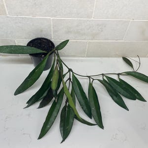Hoya Wayetti, trailing hoya houseplant, 2 inch pot