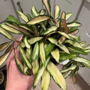 hoya kentiana variegated 2 inch pot