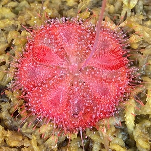 Burmannii Hann River Seeds Drosera Sundew Carnivorous Plants Bug Catchers image 1