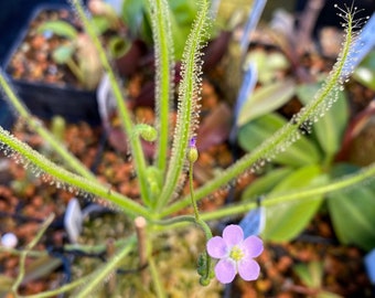 Indica Hong Kong Red Seeds Drosera Sundew Carnivorous Plants