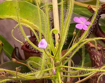 Serpens Seeds Drosera Sundew Carnivorous Plants