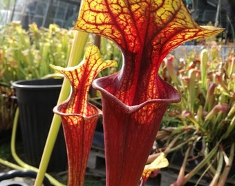 PURPLE PITCHER PLANT Sarracenia Purpurea Hardy Zones 3-8 Native 20 Seeds PURPLE PITCHER PLANT Sarracenia Purpurea Hardy Zones 3-8 Native 20 Seeds