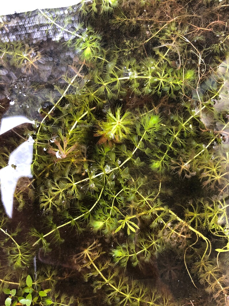 Aldrovanda Waterwheel Plant Carnivorous Aquatic Mosquito