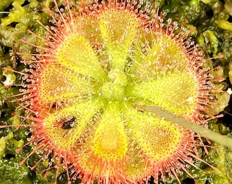 Burmannii Seeds Drosera Sundew Carnivorous Plants Bug Catchers