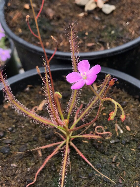 Drosera slackii one bareroot carnivorous plant RARE!