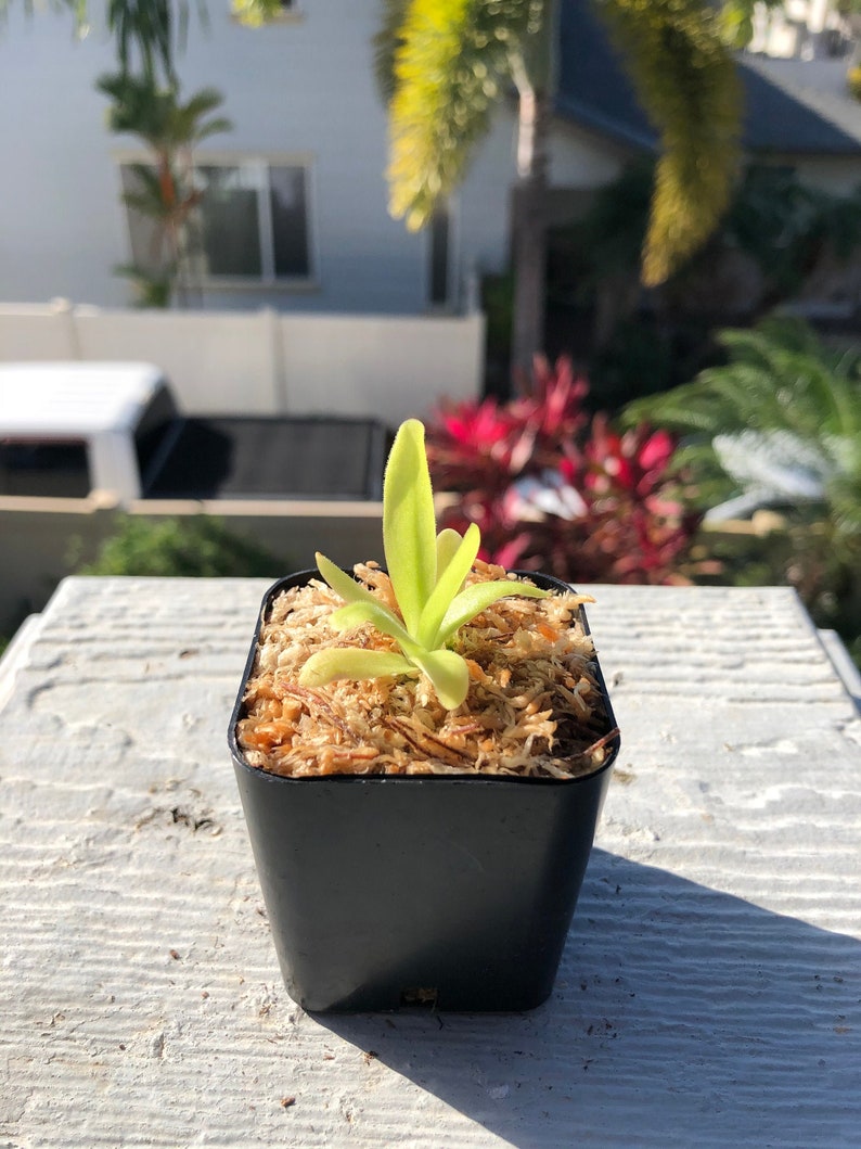 Apasionada Pinguicula Butterwort Carnivorous Plant Fungus Gnat Etsy