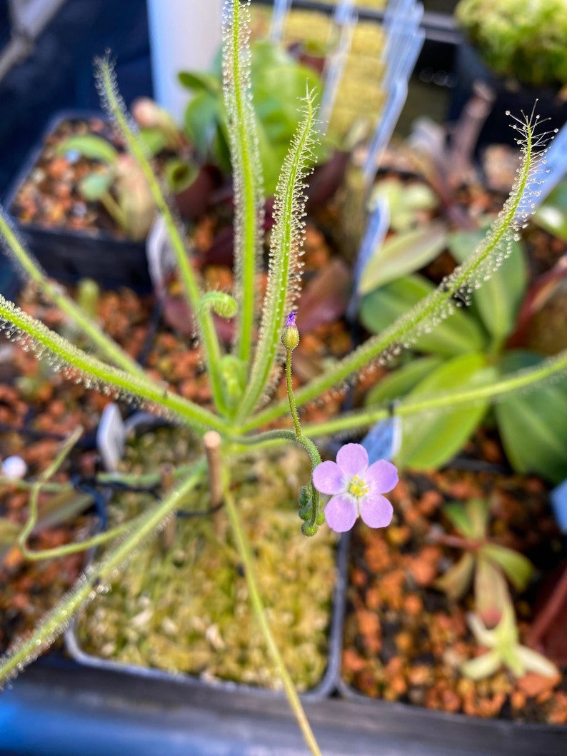 Indica Hong Kong Red Seeds Drosera Sundew Carnivorous Plants image 1