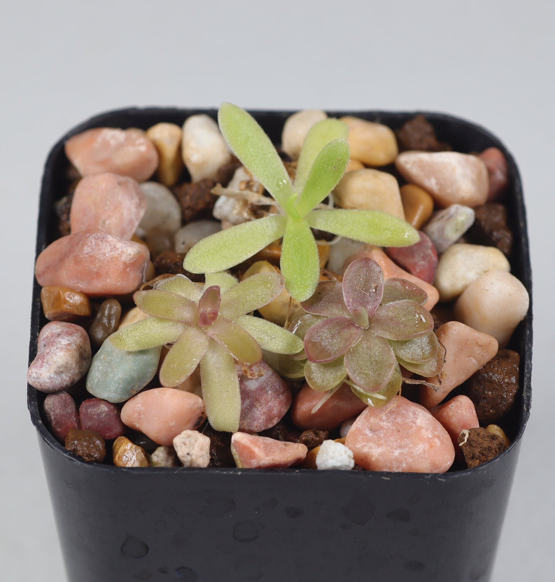 Set of 3 Small Butterworts - Pinguicula Community Pot Live Carnivorou…