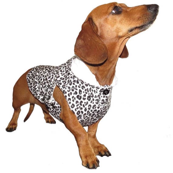 modern dog clothes