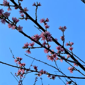 Peach Tree Blossoms in Spring 2020