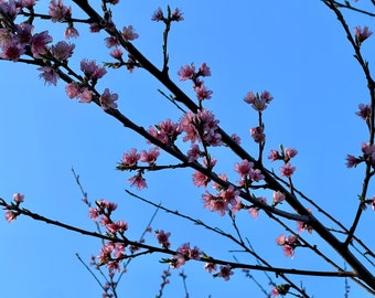 Peach Tree Blossoms in Spring 2020