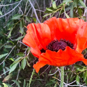 Idaho Poppy Digital Art Print