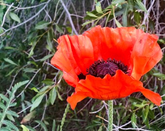 Idaho Poppy Digital Art Print