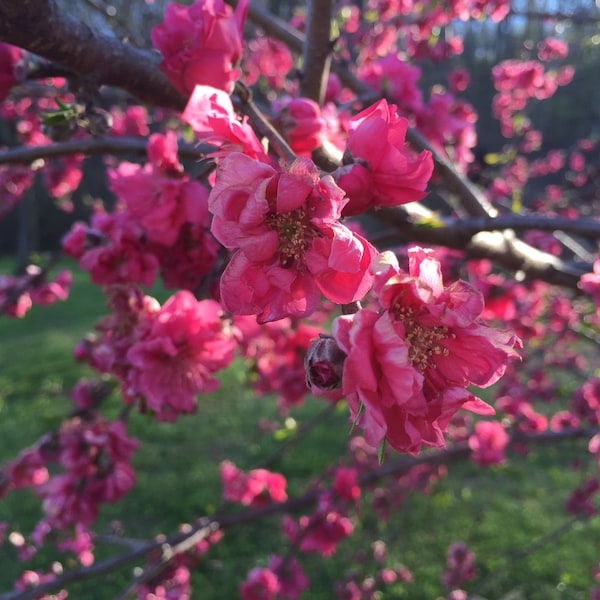 Weeping Peach Tree Blossoms in Spring
