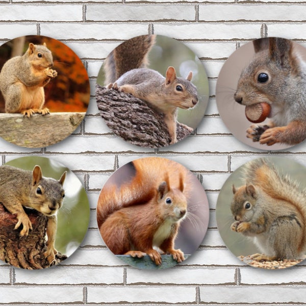 Squirrel Fridge Magnets Or Pinback Button Pins Set Of 6 Size 1.25" Squirrel Themed Gift For Anyone Who Loves Squirrels