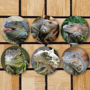 Set Of 6 Iguana Reptile Magnets Or Pinback Buttons - Iguana Gifts - Iguana Decor - Reptile Decor - Reptile Gift - Reptile Party Favors Decor