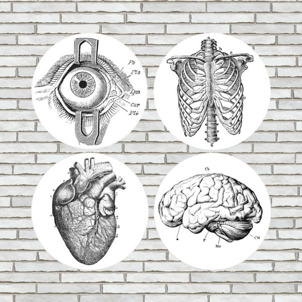 Human Anatomy Fridge Magnets Or Pinback Buttons Large 2.25" Size Cool Vintage Medical Look Eye Rib Skeleton Cage Human Heart Brain