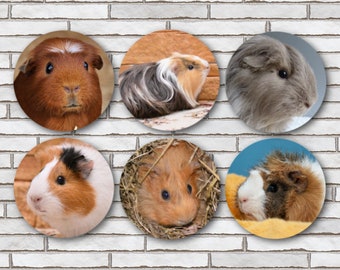 Set Of 6 Guinea Pig Fridge Magnets Or Guinea Pig Pinback Buttons / Guinea Pig Gifts / Guinea Pig Decor / Guinea Pig Items