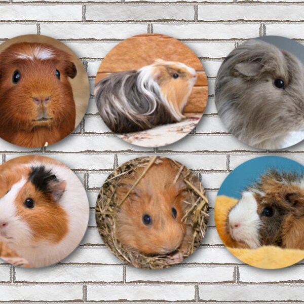 Guinea Pig Buttons - Etsy