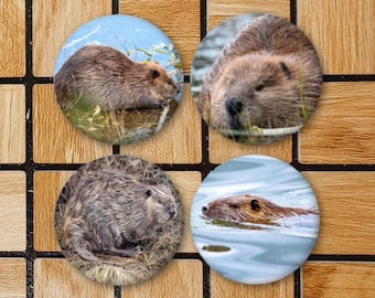 Set Of 4 Beaver Fridge Magnets or Beaver Pinback Button Pins 2.25" Size Beaver Gift Nature Photography Cute Animal Beaver Decor