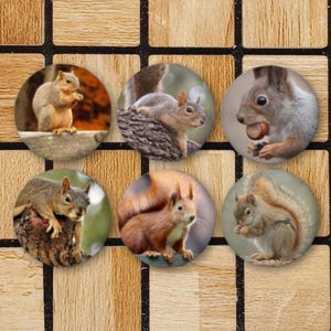 May include: Six round buttons featuring images of squirrels. The buttons are arranged in a circle on a wooden surface. The squirrels are all different colours and have different expressions on their faces.