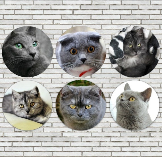 Cat-Themed Fridge Magnets