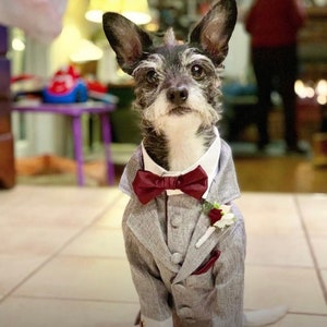 Dog Tuxedo, Dog Suit, Wedding Dog Tuxedo, Dog Wedding Attire, Gray Dog Tuxedo, Custom Dog Tuxedo, Wedding Attire, Gray Dog Tuxedo, Gray Suit