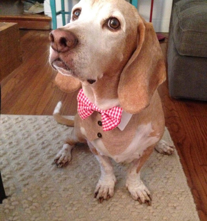BIB Dog pad